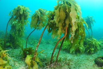 In deeper water brown stalked kelp Ecklonia radiata gets less dense with stalks much longer....