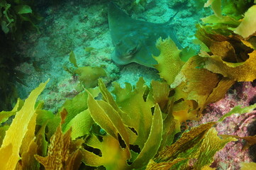Australian (New Zealand) eagle ray in gutter behind kelp fronds. Location: Leigh New Zealand