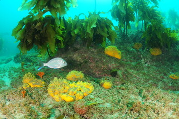 Colourful sponge garden on rocks covered with kelp Ecklonia radiata with young Australasian snapper swimming above bottom. Location: Leigh New Zealand - obrazy, fototapety, plakaty