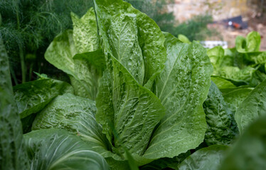 Healthy food, green leaf lettuce salad growing in eco garden