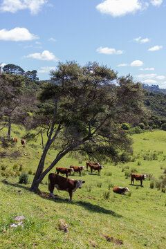 Cows grazing on a field, New Zealand.