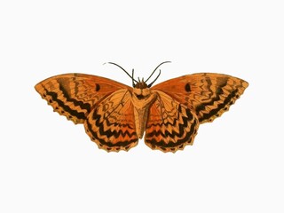 beautiful buckeyes (junonia) butterfly isolated on white background.
