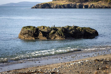 rocky shore with seagulls and small waves