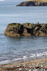 rocks and birds on pacific northwest coast