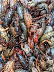 Live crawfish