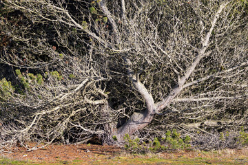 old white tree on sunny winter day