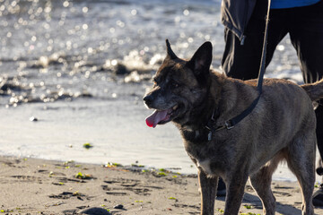 dog with wide grin on leash with owner at beach