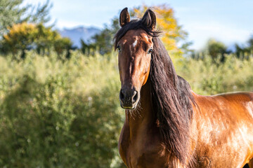 Portrait of a beautiful brown pura raza espanola gelding horse outdoors - obrazy, fototapety, plakaty