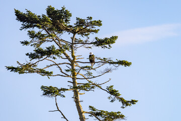 adult bald eagle perched on a branch in the top of a tree