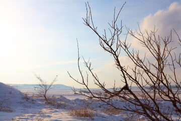 beautiful frosty tree in winter
