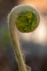 Portrait of a fiddle head frond