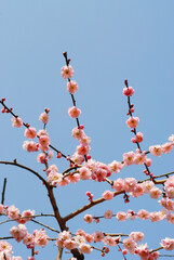 ピンクの梅の花
