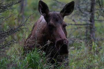 donkey in the meadow