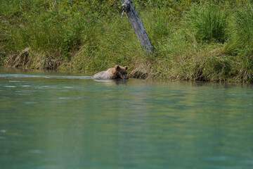 hippo in the river