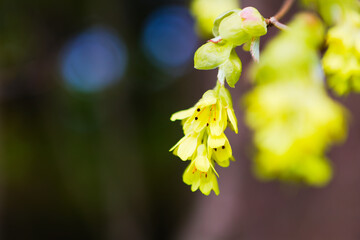 トサミズキの花

