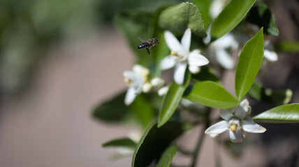 Honey Bee 