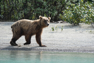 Fototapeta premium brown bear cub