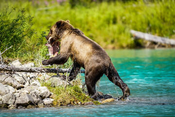 brown bear cub © Zach