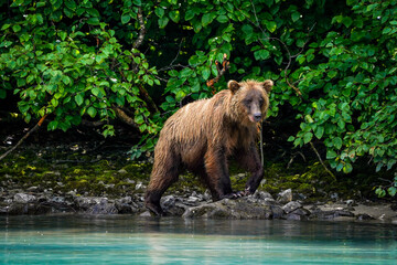 brown bear sitting on the water
