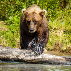 Obraz na płótnie Canvas brown bear in water