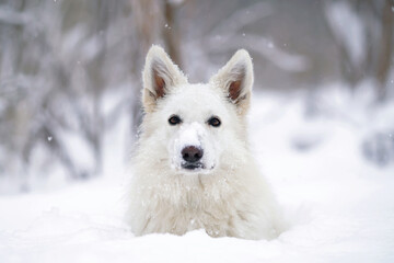 The portrait of a cute long-haired White Swiss Shepherd dog lying down in a snow in winter