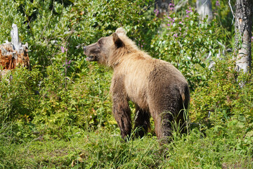 brown bear cub