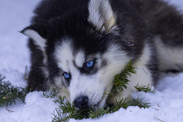 young black and white siberian husky puppy