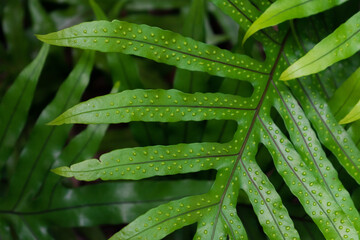 Tropical large leaf plants, Leafy background