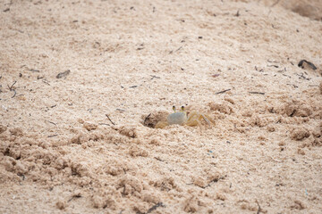 White Crab Digging out Sand to Make a Deeper Hole