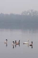 A group of Trumpeter Swans with their young juveniles enjoying a lake on an overcast day.