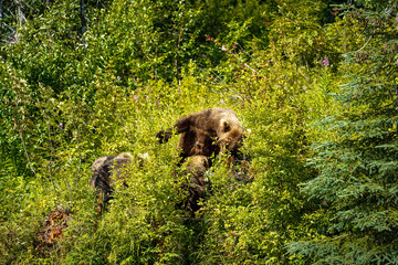 brown bear cub © Zach