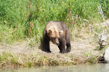 brown bear cub © Zach