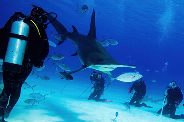scuba diver with a shark