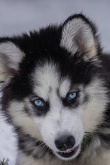 Small husky puppy with bright blue eyes laying in the snow