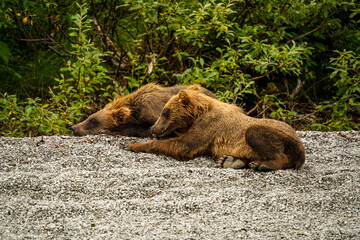 brown bear cub © Zach