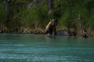 brown bear cub © Zach