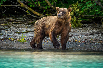 brown bear cub © Zach