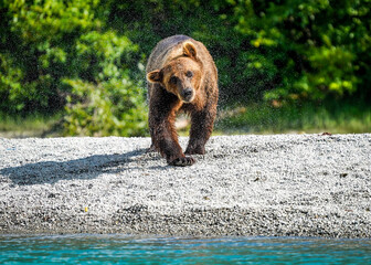 brown bear cub © Zach