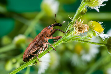 Lixus Snout Beetle on green plant.