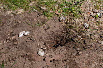 Turtle eggs destroyed and eaten by some animal