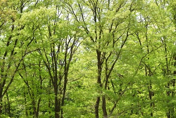 environmental image of green forest