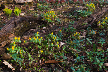 spring in the forest