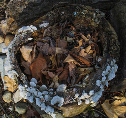 mushrooms on the ground