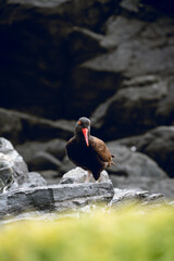 Chorrillos Beach, Caldera, Chile, February 12, 2022. Birds on the shore of the Pacific Ocean