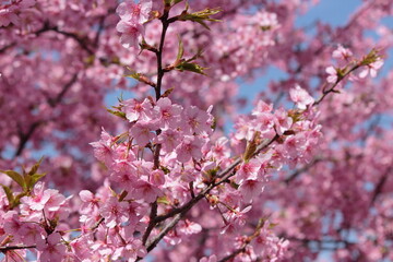 河津桜