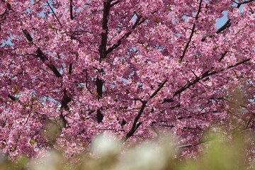 満開の河津桜