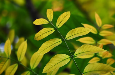 Beautiful tree leaves growing in the early spring forest