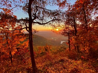 autumn in the forest