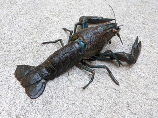 Freshwater lobster crawling on the ground, rear perspective view