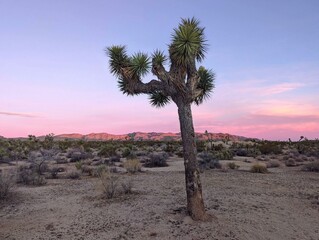 joshua tree national park